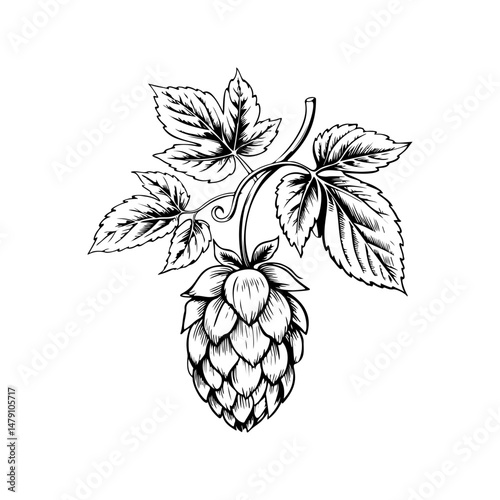 Illustration of beer hop in engraving style. Design element for poster, card, banner, sign, logo.