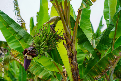 Lady finger bananas, a GI agricultural product of Chumphon Province. Musa (AA group) “Kluai Leb Mu Nang”. Banana plantation in Thailand. photo