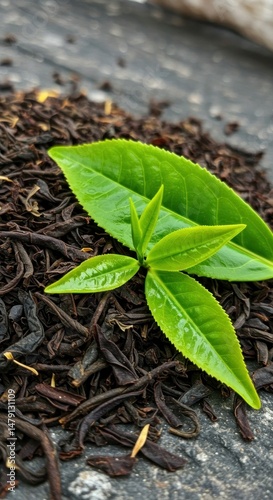 Fresh Green Tea Leaves on Dried Tea Plant photo