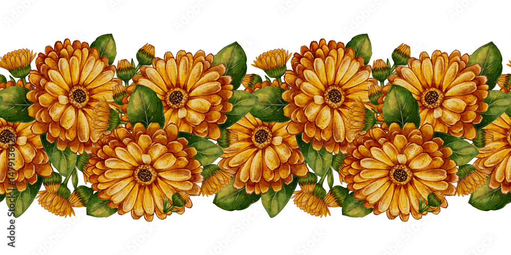 Fototapeta premium Calendula flowers and green leaves, seamless watercolor floral border illustration. Decorative herbal garland design for tea packaging, fabric, greeting cards, and eco cosmetics.