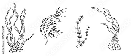 Algae bushes in the rocks, black and white ink drawing. Vector illustration. A set of leaves and twigs of algae, the underwater world of the ocean, isolated on a white background. Marine theme