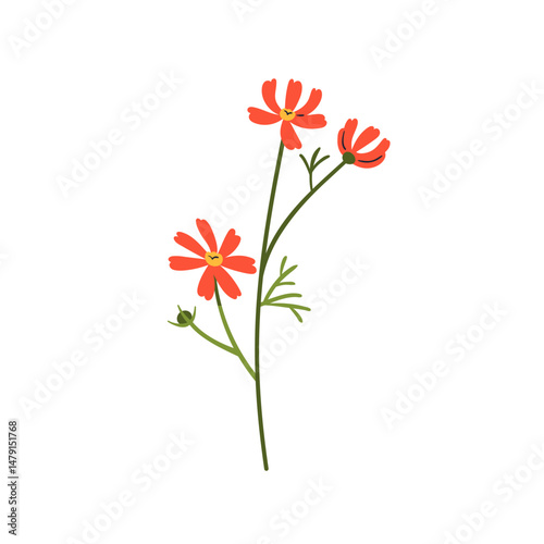 Floral branch, cosmos flower stem. Delicate gentle wildflower blooms on thin sprig with tender petals, buds, leaf. Charming meadow plant. Flat vector illustration isolated on white background