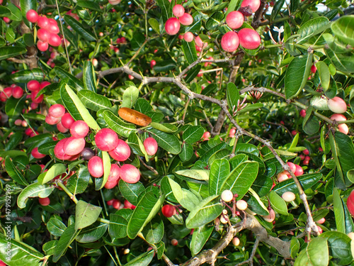 Carissa carandas. Mango yawn lime or bengal currant, christ's thorn or carunda or karonda thailand fruit, Carissa carandas,Selective focused bengal currants, harvest agriculture,Organic photo