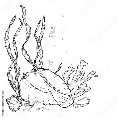 Seashells from ocean floor and starfish next to algae twigs, drawing in black and white ink. Vector illustration.A large spiral shell and air bubbles are isolated on white background. For marine decor
