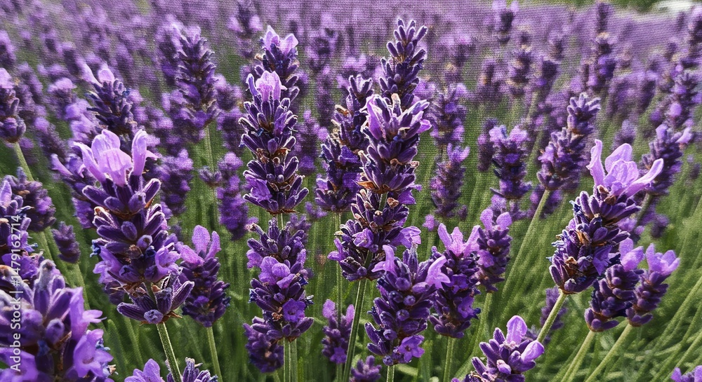 Obraz premium Lavender Field: A Serene Impressionist Painting