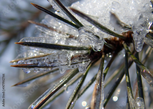 Close-up pine branch covered with ice and frost / Rama de pino en primer plano cubierta de hielo y escarcha

