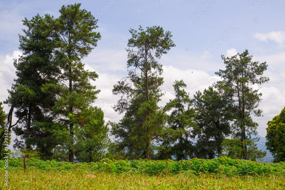 Fototapeta premium trees in the forest