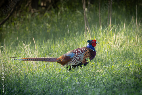 large common pheasant male in natural habitat