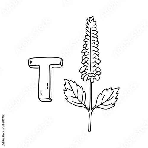 An illustration of letter T stands for T Tulsi