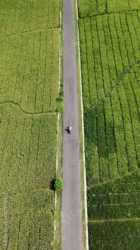 Rural Road Through Rice Fields, Aerial View