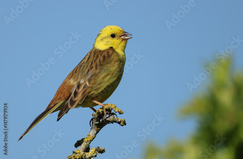 A singing male Yellowhammer, Emberiza citrinella, perching on top of a tree in springtime.