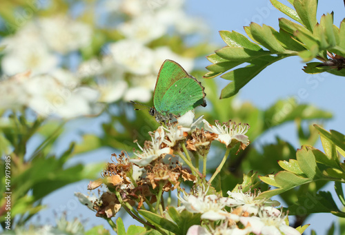 A Green Hairstreak Butterfly,  Callophrys rubi, resting on the blossom of a Hawthorn Tree in springtime.