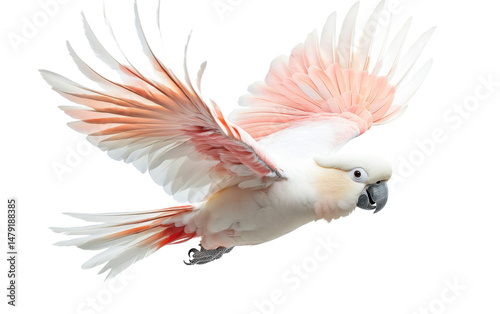 Red crested cockatoo on transparent or white background