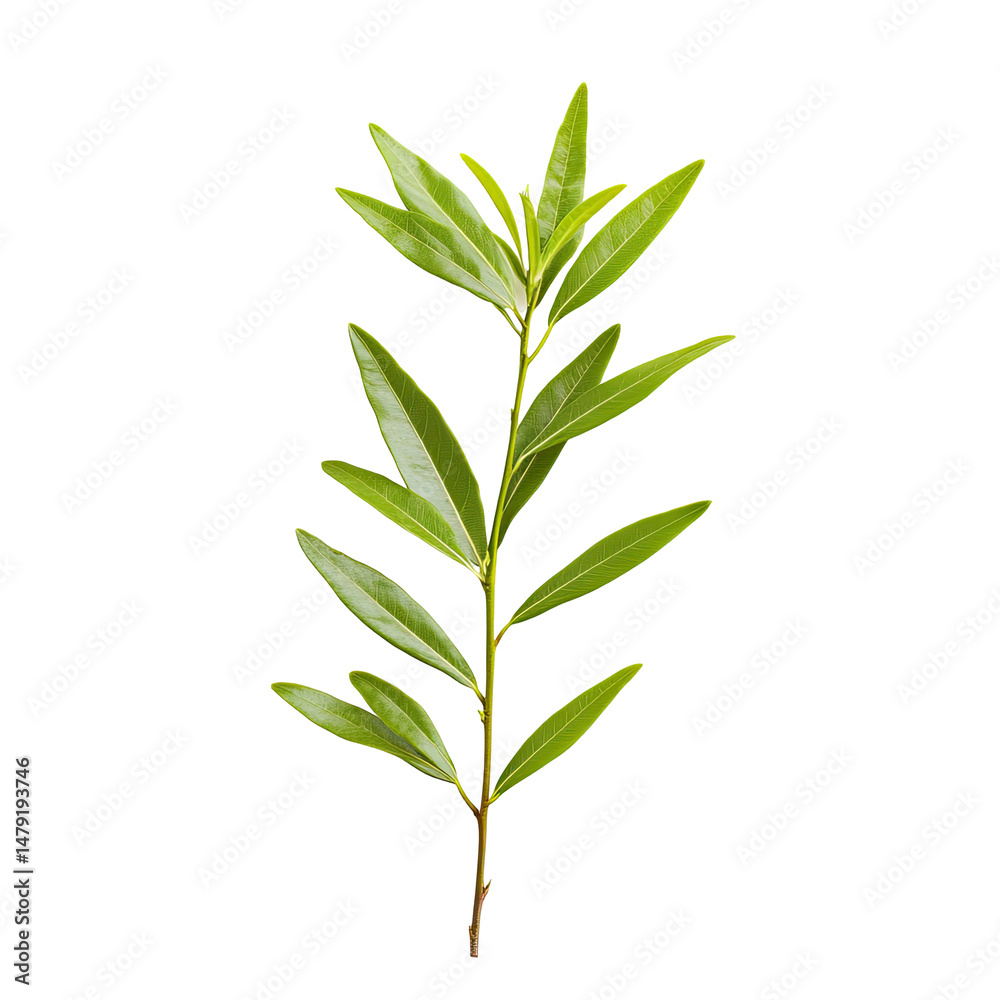 Fototapeta premium Lush green branch with leaves