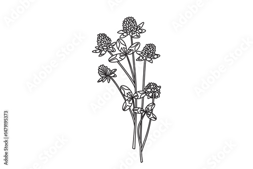 Line art botanical floral bouquet isolated on white background. Hand drawn outline clover plant with Flowers Stems Leaves vector illustration. Graphic design element for Birthday Wedding Greeting Card