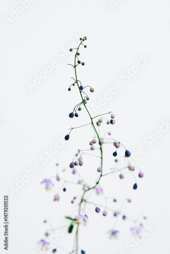 紫錦唐松（シキンカラマツ）Thalictrum rochebrunianum