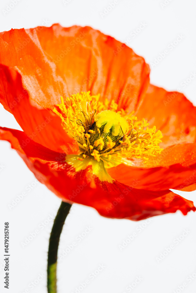 ポピー Poppy ポピー Poppy