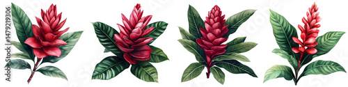 Vibrant red ginger flowers with lush green leaves in an intricate design, ideal for botanical prints, textile patterns, and illustrating nature's beauty in artful representations
