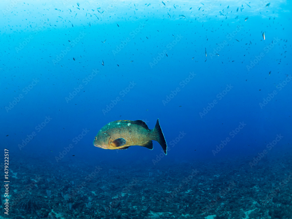 Fototapeta premium grouper fish swimming through the crystal clear sea water, concept of underwater wildlife and marine biodiversity