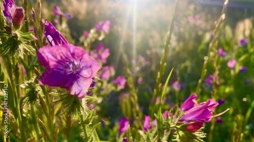 A serene and dreamy scene of a field of purple flowers illuminated by the warm rays of the morning sun, creating a soft and ethereal atmosphere.