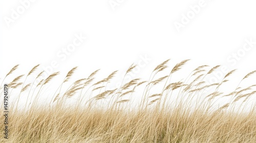 Golden Grass Blades Flowing in the Wind Against a White Background