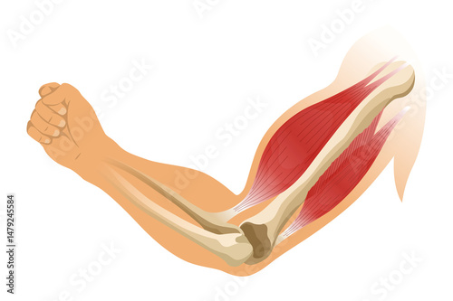Arm muscle biceps with skeleton. Muscle tension of human hand on white background. Bones and joints in male silhouette. Medical illustration of hand for clinic or hospital