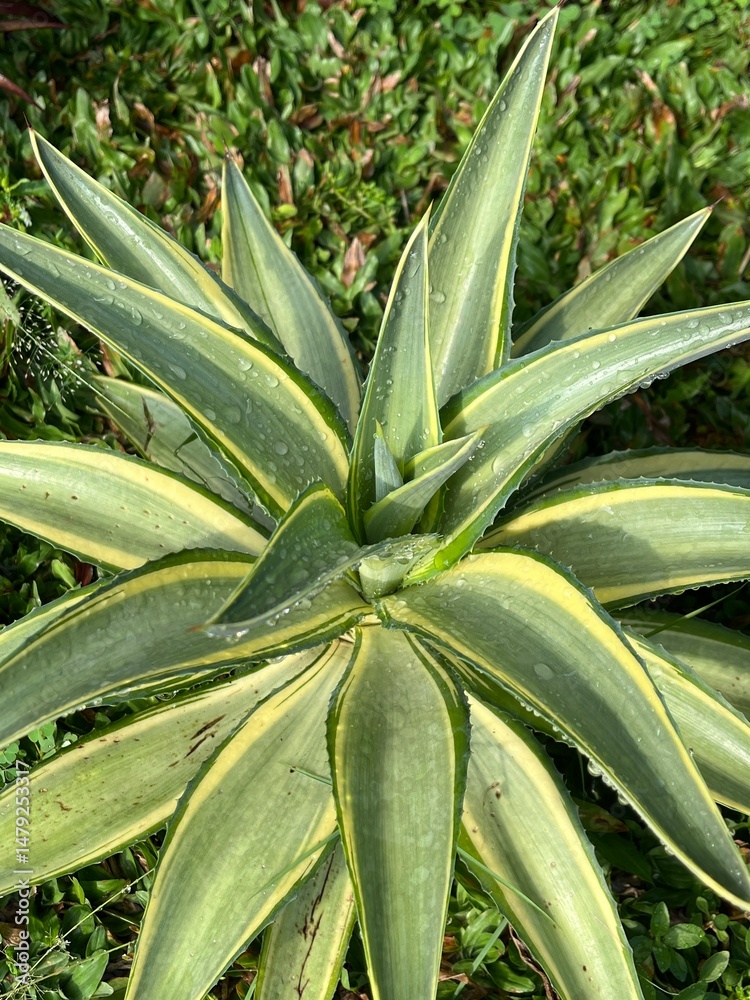 Obraz premium aloe vera plant