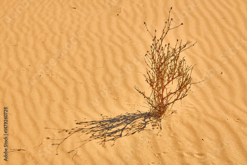 Fototapeta Naklejka Na Ścianę i Meble -  Sand Dunes with Sparse Desert Vegetation