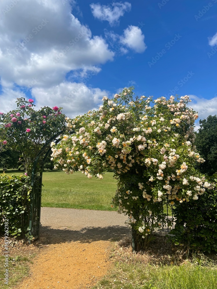 Obraz premium blooming apple tree