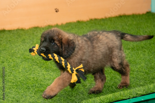 Leonberger puppies run and play in a dog kennel