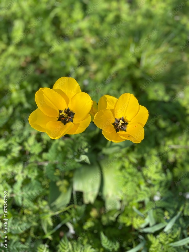 Obraz premium yellow flowers
