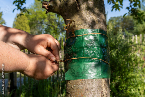Attach a glue ring to a fruit tree to protect it from harmful insects.