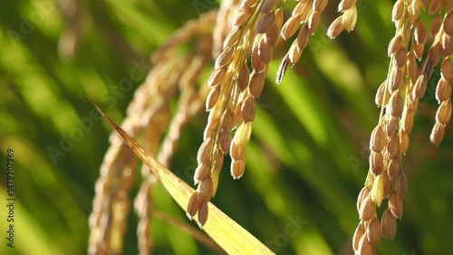 風に揺れる稲穂 5倍スローモーション