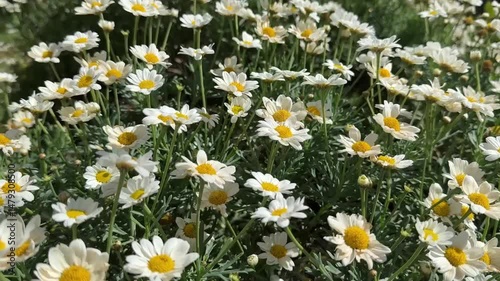 Video of Daisies Waving in the Wind.