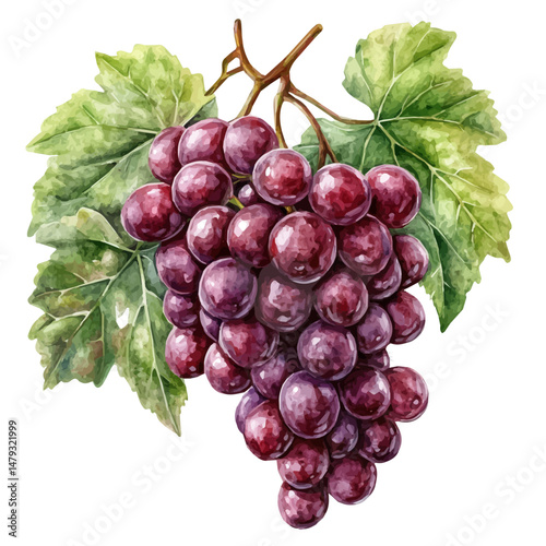 watercolor of Grapes Cluster, isolated on a white background.