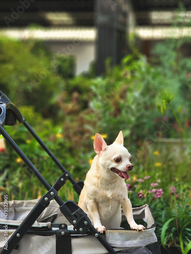 brown short hair chihuahua dog sitting  in pet stroller in the garden or plant shop. Smiling happily.