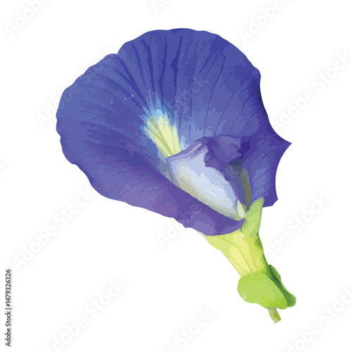 purple iris flower isolated
