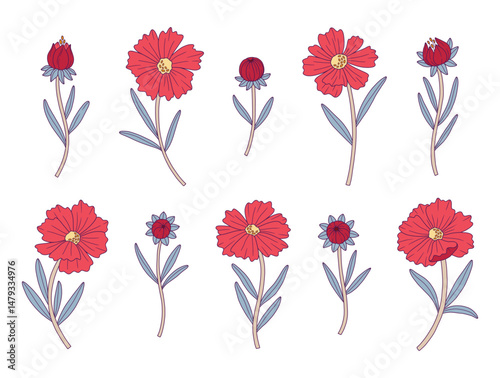 Wildflowers colorful set with contour. Hand-drawn wild plant coreopsis, meadow flowers. Botanical elements for design projects. Detailed floral vector illustration