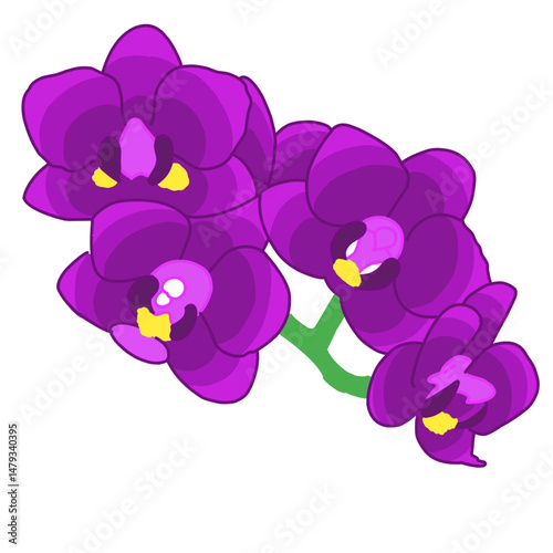 Vector illustration of vibrant purple orchids with a green stem on a white background