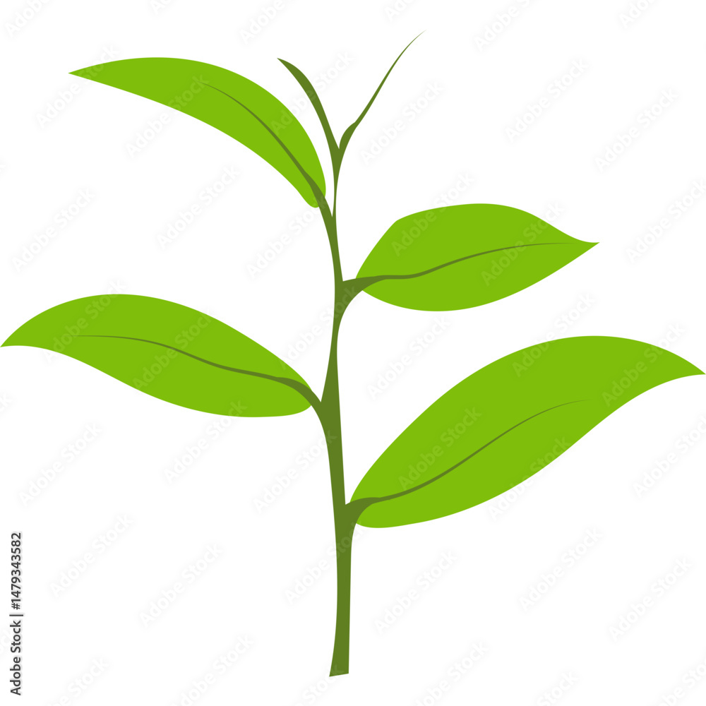 Obraz premium Green Tea Leaves