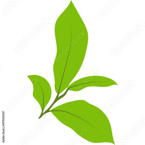 Green Tea Leaves