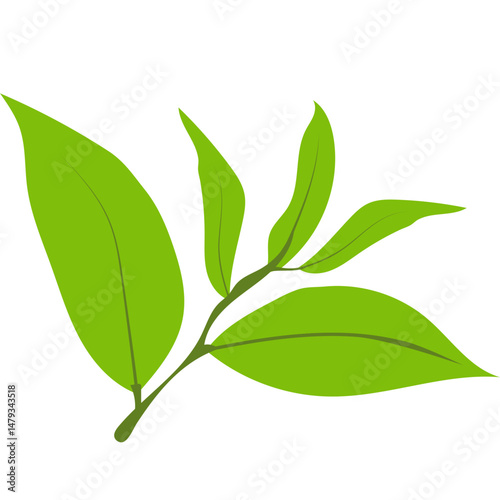 Green Tea Leaves