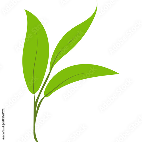 Green Tea Leaves