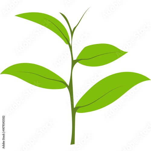 Green Tea Leaves