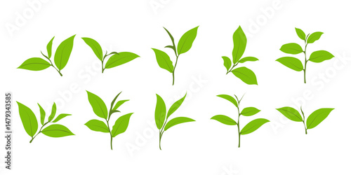 Green Tea Leaves