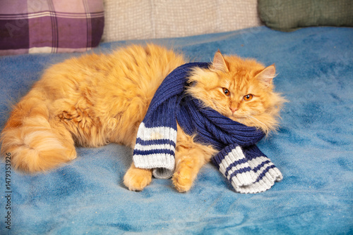 Portrait of a cute red long-haired cat in a blue knitting scarf