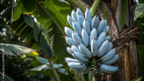 Blue Java Bananas Growing on Tree in Tropical Sunlight – Clustered Outdoor Image