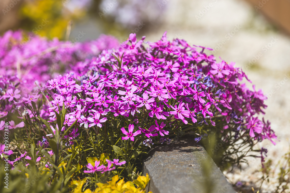 Obraz premium Phloxes. Spring flowers on a sunny May day. Close-up of the plant. Blurred background.