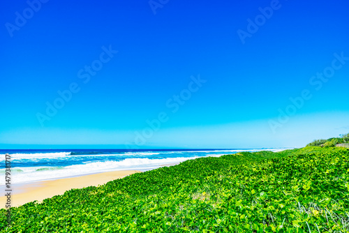 Grüner Strand bewuchs  am Buddina Beach in Asustralien