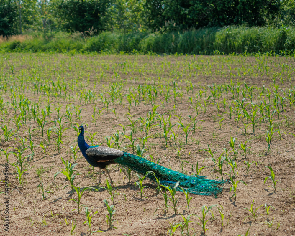 Fototapeta premium A beautiful peacock with vibrant feathers walks across a field of young green plants on a sunny day.